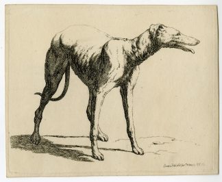 Antique Master Print-GREYHOUND-STUDY-STANDING-DOG-Hills-1810