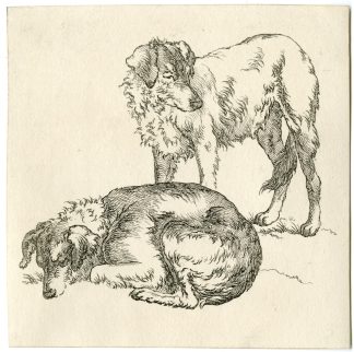 Antique Master Print-TWO-SHEEP DOG-STUDIES-STANDING-SLEEPING-Hills-c.1800-1815