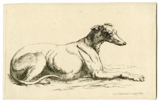Antique Master Print-GREYHOUND-STUDY-RECLINING-DOG-ETCHING-Hills-1809