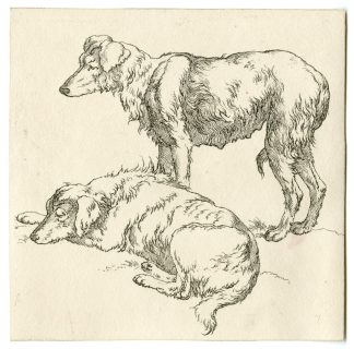 Antique Master Print-LONG-HAIRED-SHEEP DOG-STUDY-TWO-POSITIONS-Hills-c.1800-1816