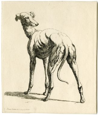 Antique Master Print-GREYHOUND-STUDY-STANDING-BACK-VIEW-Hills-1809