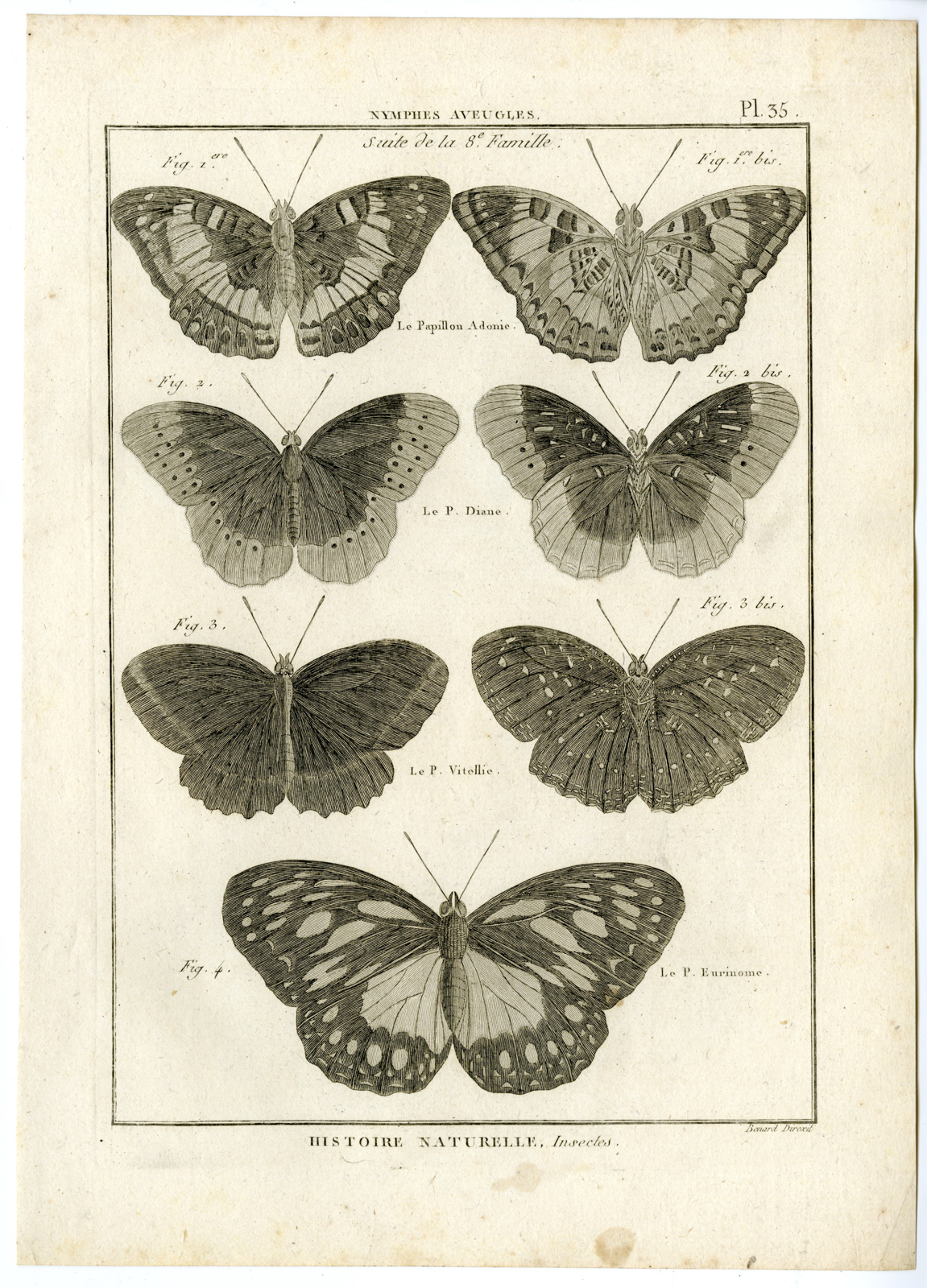 , Catalogue-INSECTS-BUTTERFLY-MOTHS-Panckoucke-1797, Pictura Antique Prints