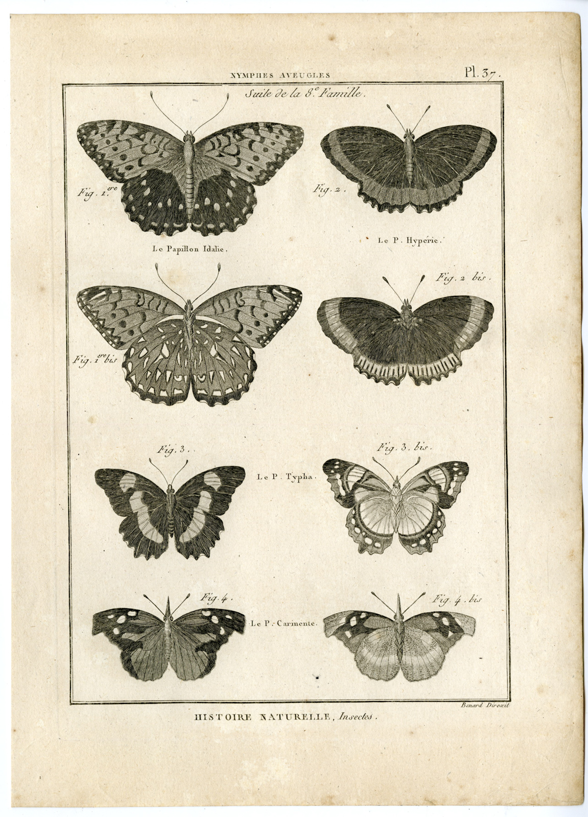 , Catalogue-INSECTS-BUTTERFLY-MOTHS-Panckoucke-1797, Pictura Antique Prints