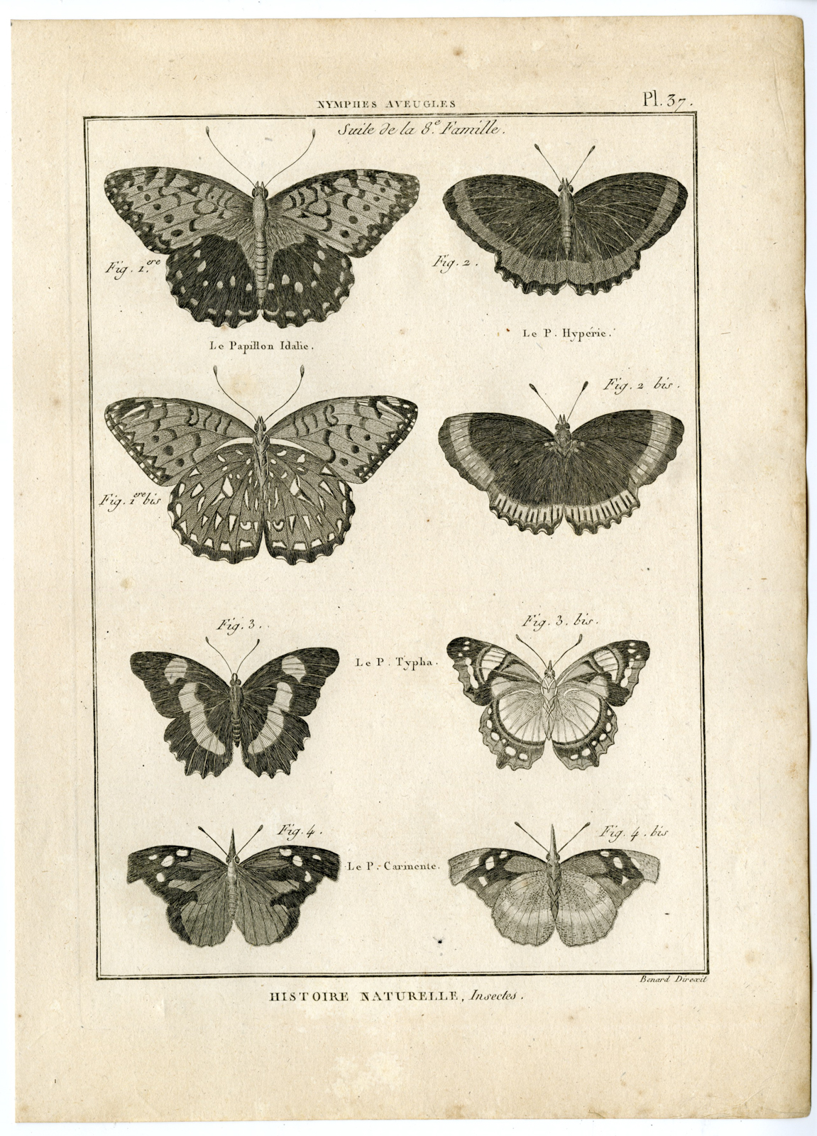 , Catalogue-INSECTS-BUTTERFLY-MOTHS-Panckoucke-1797, Pictura Antique Prints
