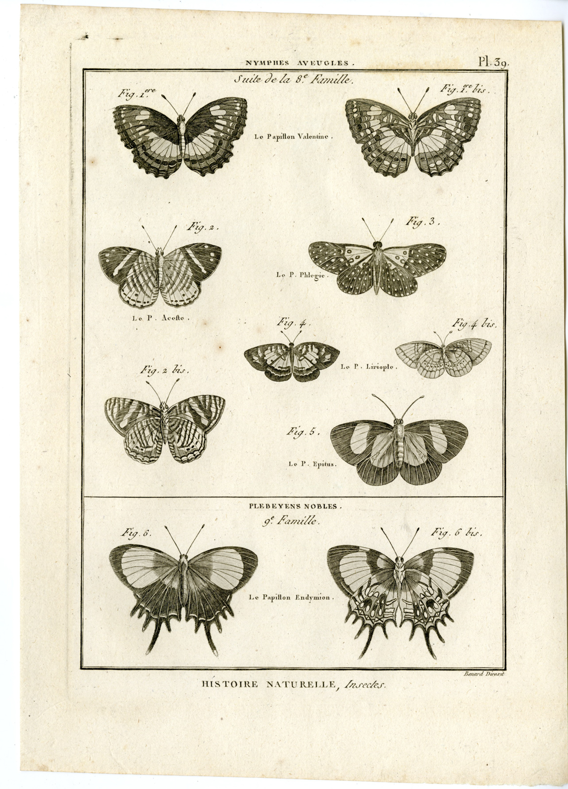 , Catalogue-INSECTS-BUTTERFLY-MOTHS-Panckoucke-1797, Pictura Antique Prints