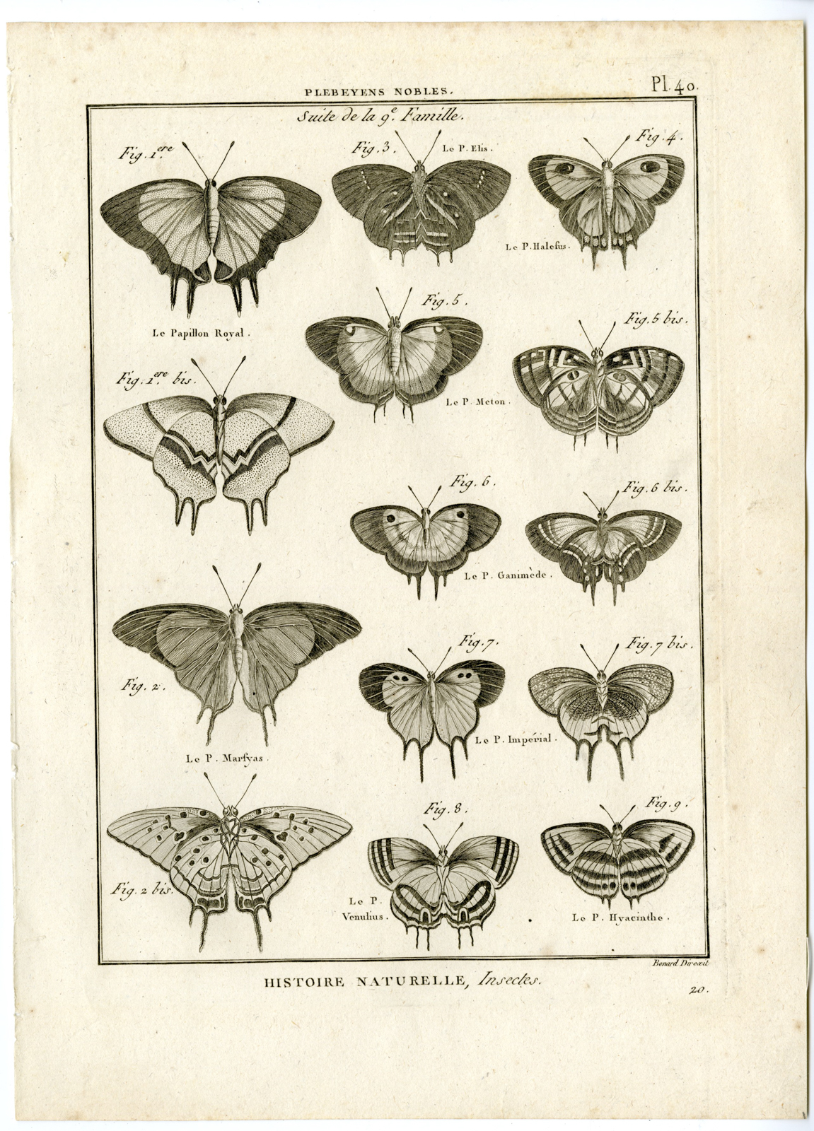 , Catalogue-INSECTS-BUTTERFLY-MOTHS-Panckoucke-1797, Pictura Antique Prints