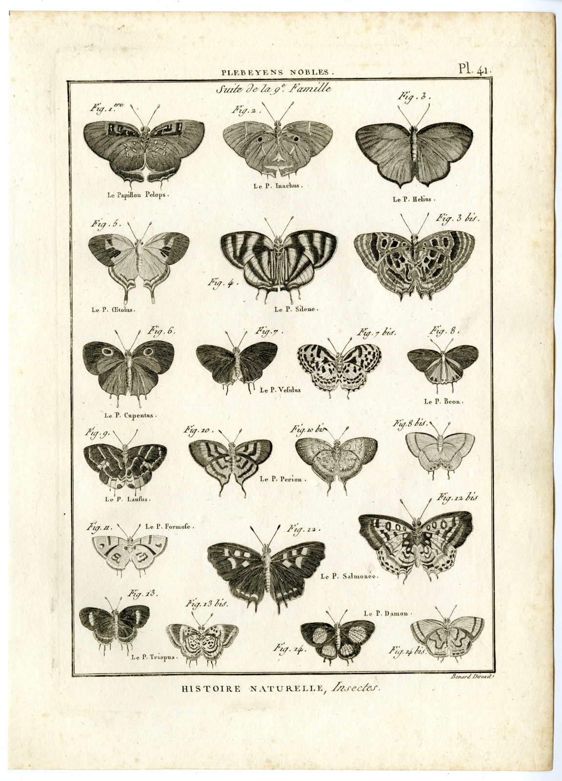 , Catalogue-INSECTS-BUTTERFLY-MOTHS-Panckoucke-1797, Pictura Antique Prints