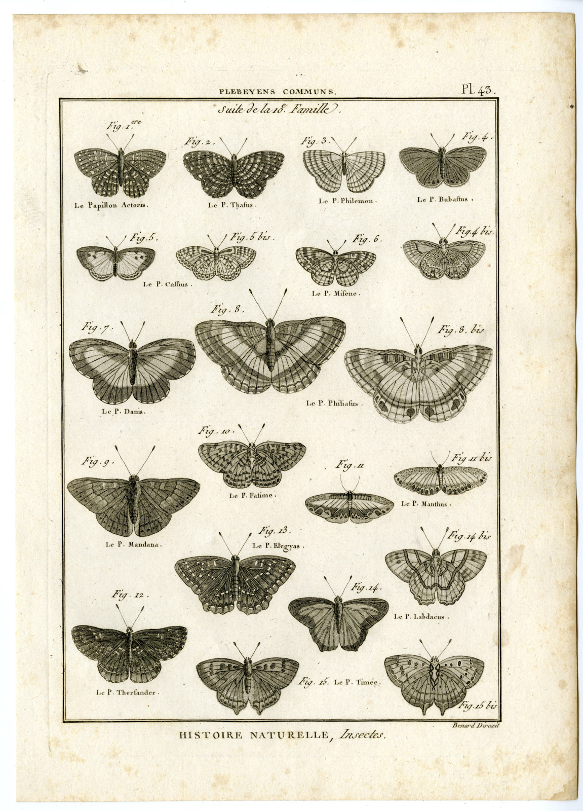 , Catalogue-INSECTS-BUTTERFLY-MOTHS-Panckoucke-1797, Pictura Antique Prints