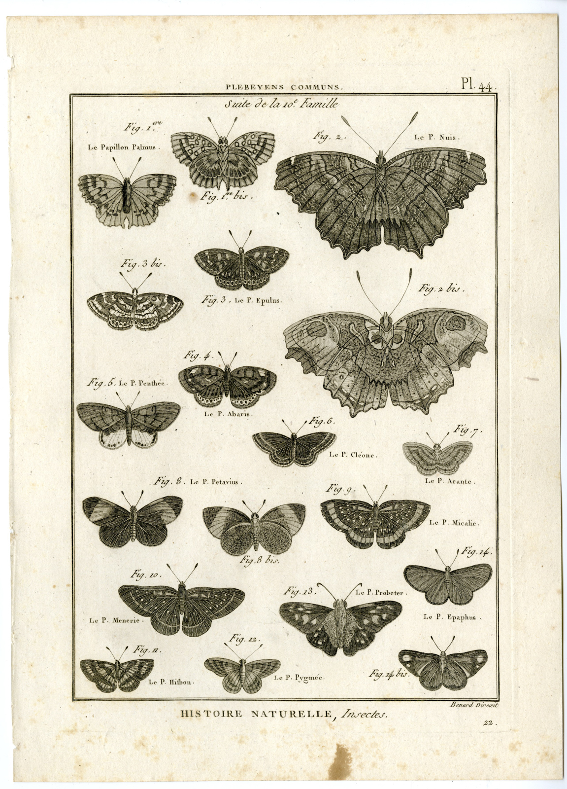, Catalogue-INSECTS-BUTTERFLY-MOTHS-Panckoucke-1797, Pictura Antique Prints