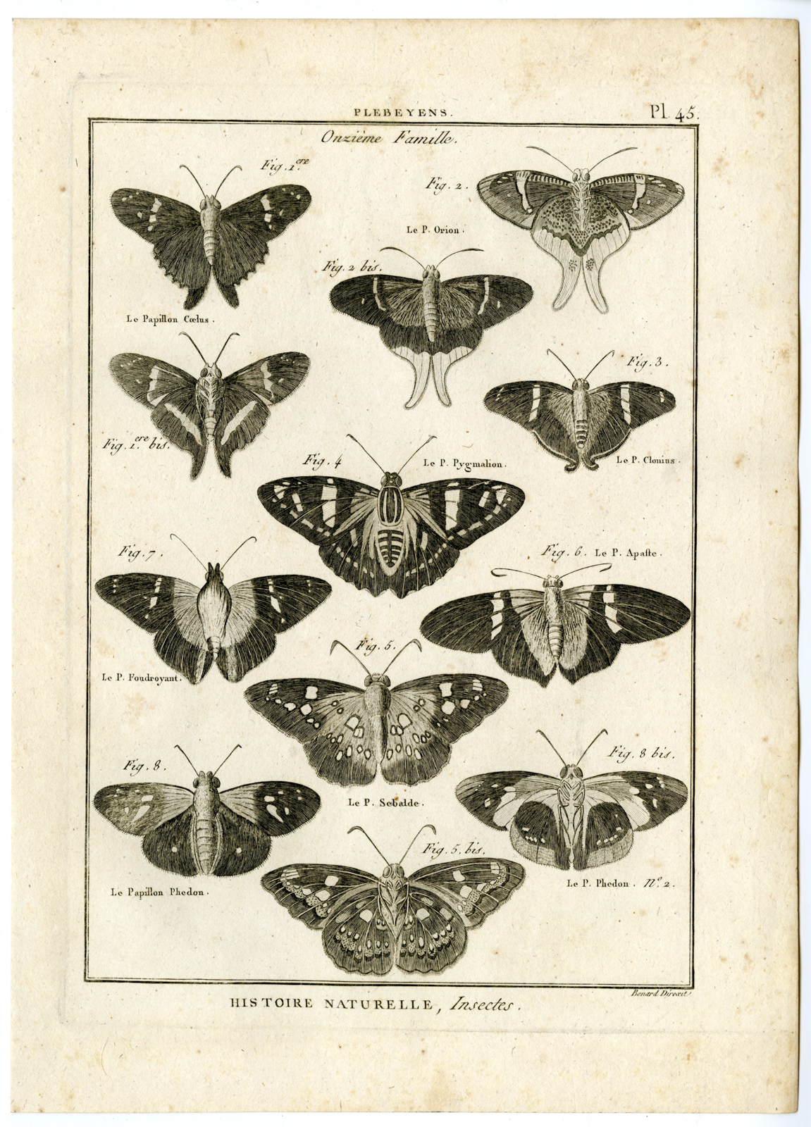, Catalogue-INSECTS-BUTTERFLY-MOTHS-Panckoucke-1797, Pictura Antique Prints
