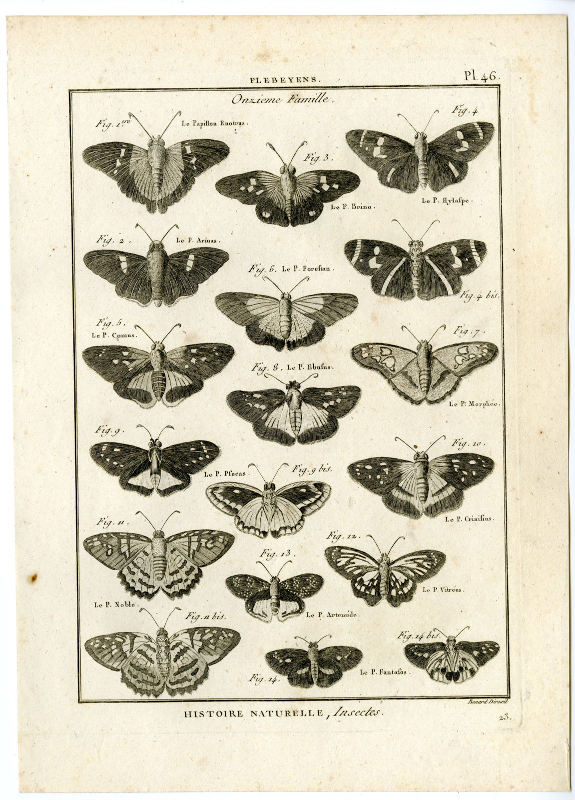 , Catalogue-INSECTS-BUTTERFLY-MOTHS-Panckoucke-1797, Pictura Antique Prints