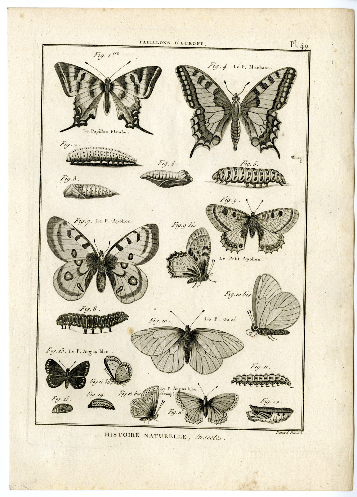 , Catalogue-INSECTS-BUTTERFLY-MOTHS-Panckoucke-1797, Pictura Antique Prints