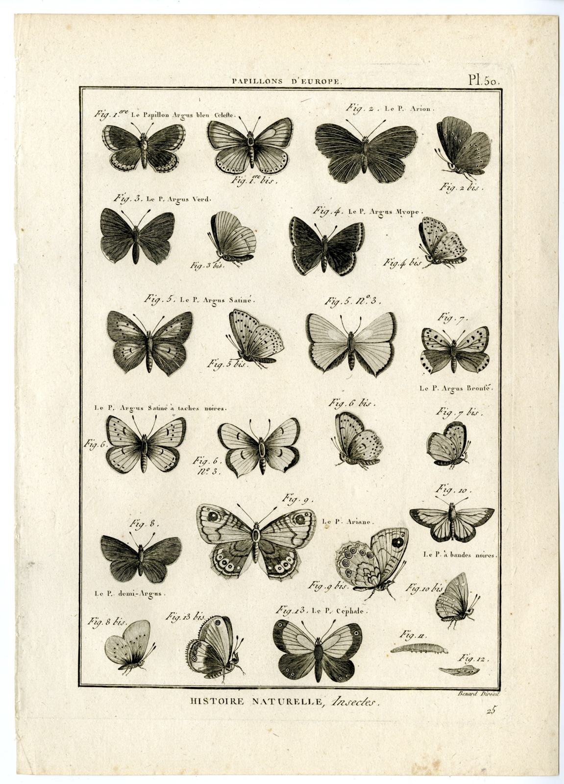 , Catalogue-INSECTS-BUTTERFLY-MOTHS-Panckoucke-1797, Pictura Antique Prints