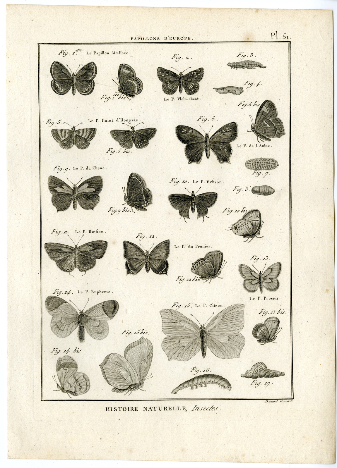 , Catalogue-INSECTS-BUTTERFLY-MOTHS-Panckoucke-1797, Pictura Antique Prints