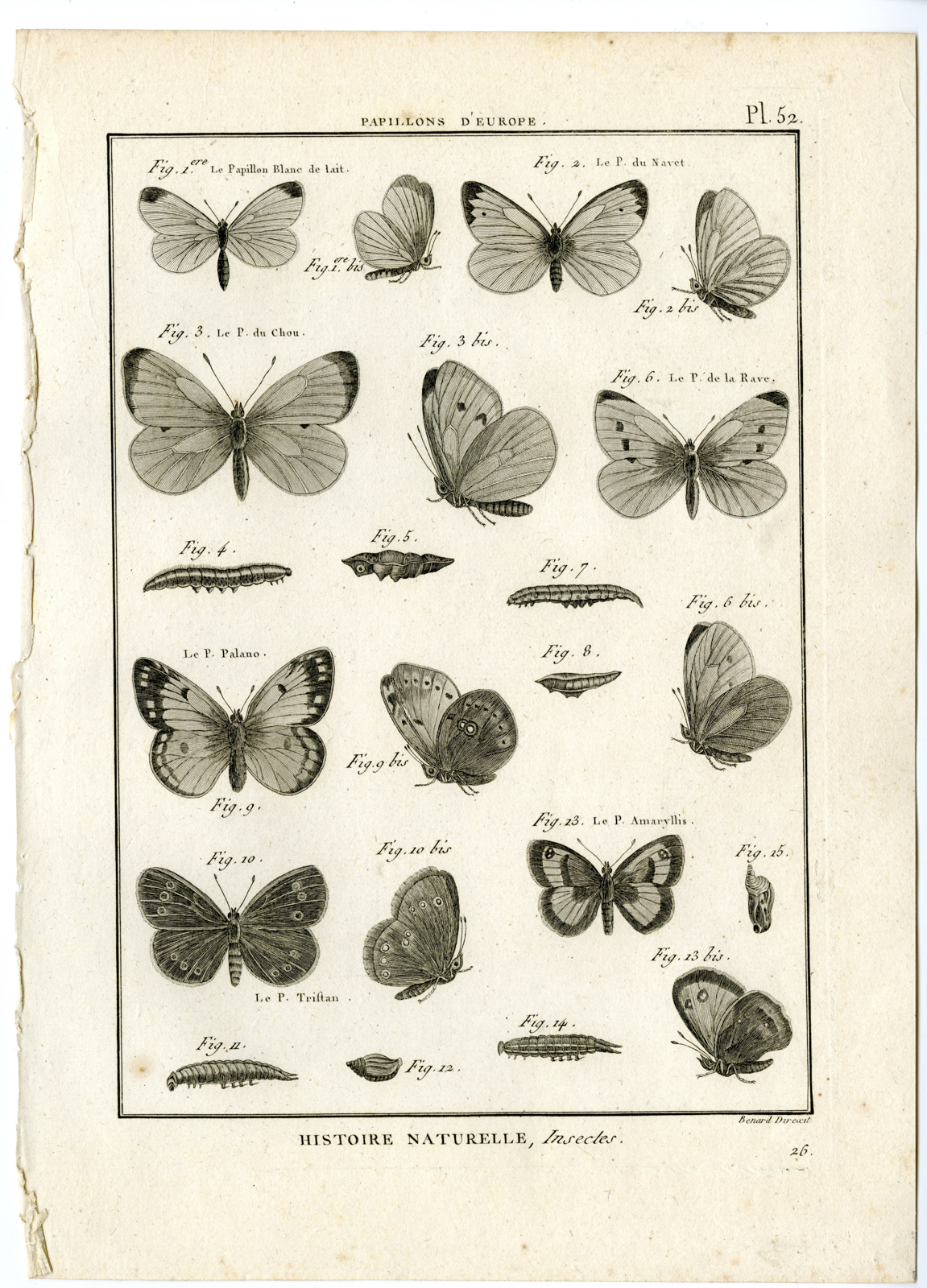 , Catalogue-INSECTS-BUTTERFLY-MOTHS-Panckoucke-1797, Pictura Antique Prints