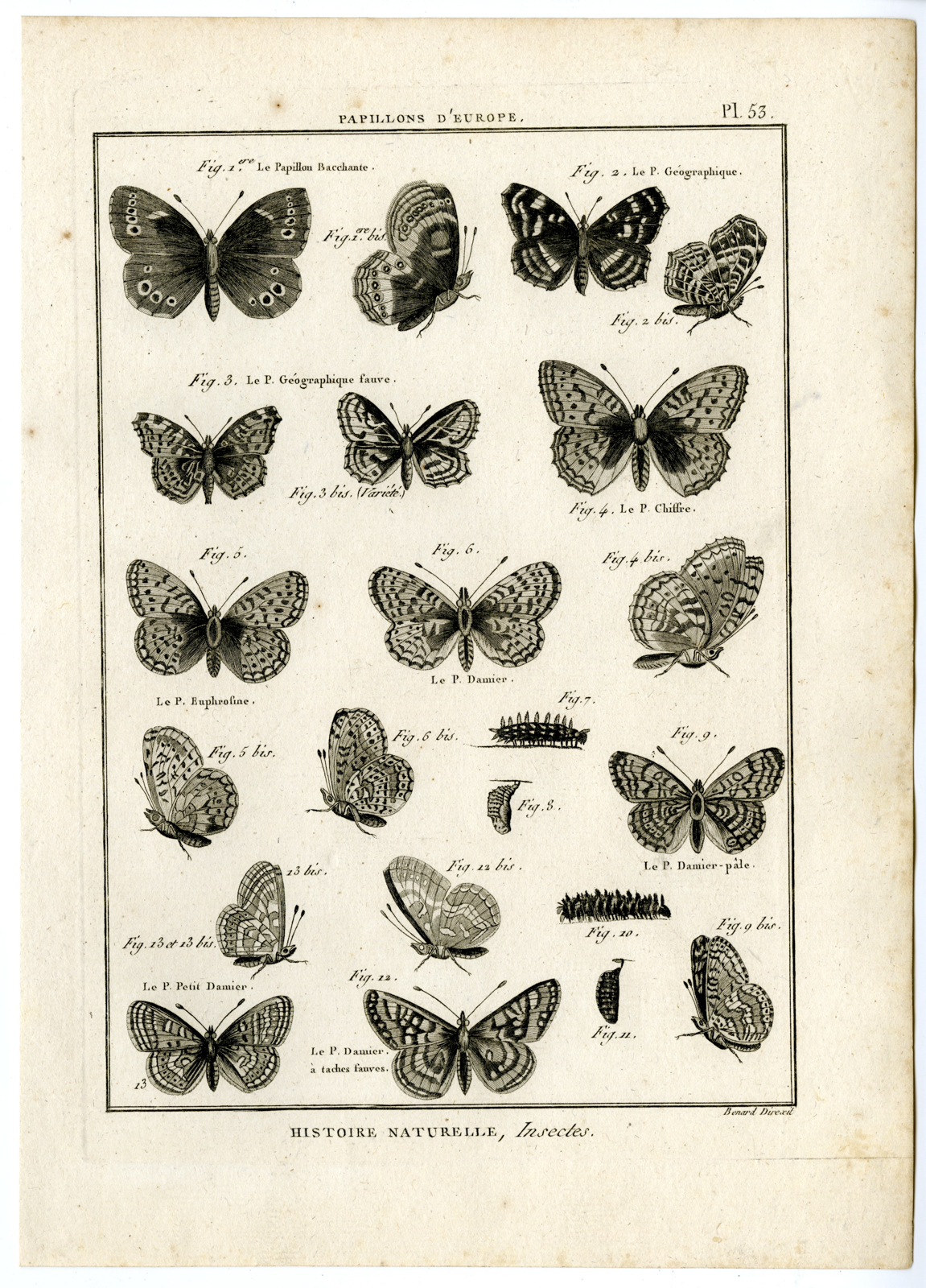 , Catalogue-INSECTS-BUTTERFLY-MOTHS-Panckoucke-1797, Pictura Antique Prints
