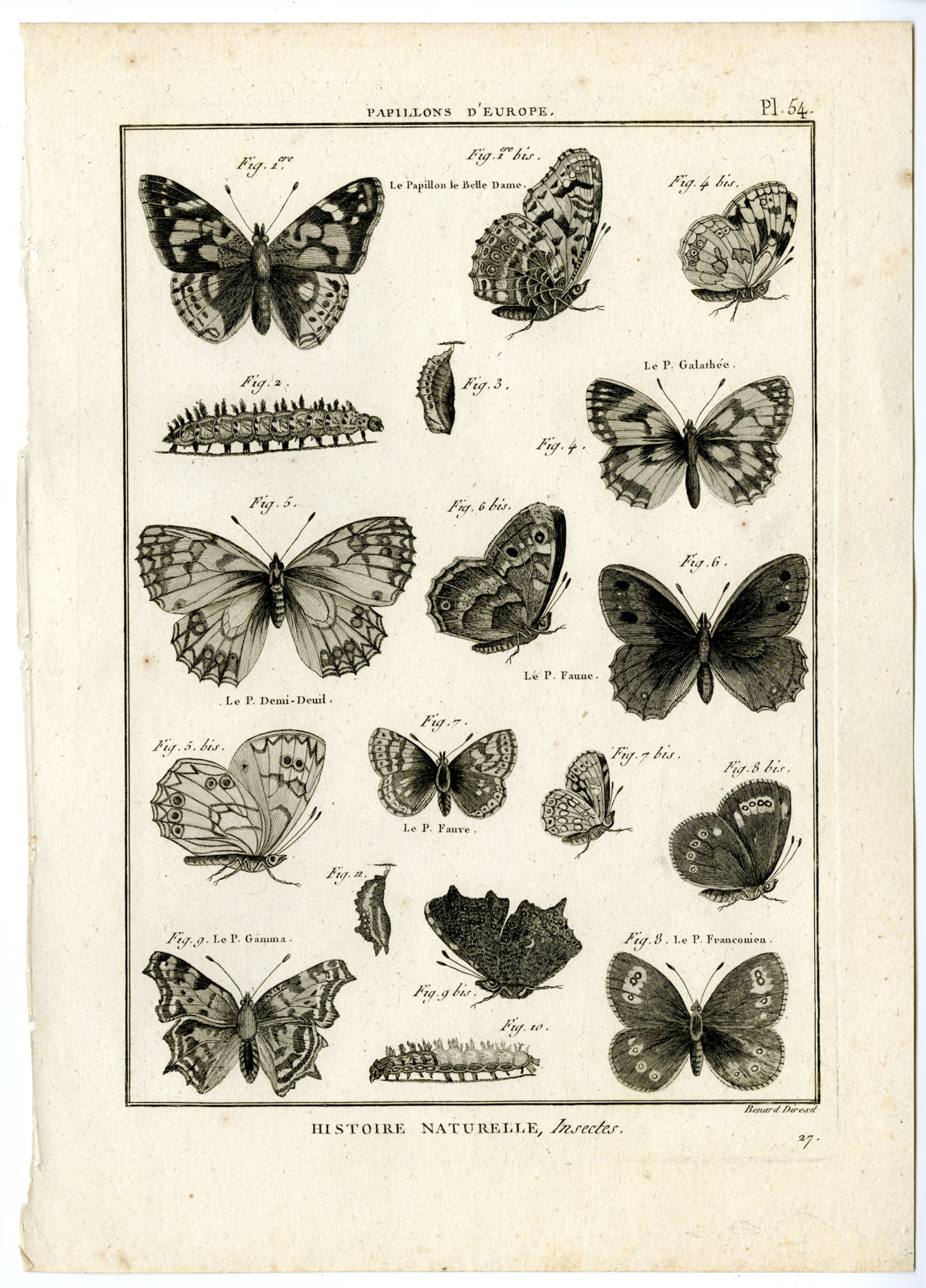 , Catalogue-INSECTS-BUTTERFLY-MOTHS-Panckoucke-1797, Pictura Antique Prints