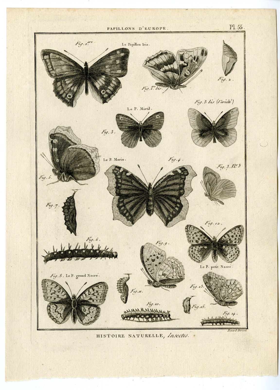 , Catalogue-INSECTS-BUTTERFLY-MOTHS-Panckoucke-1797, Pictura Antique Prints