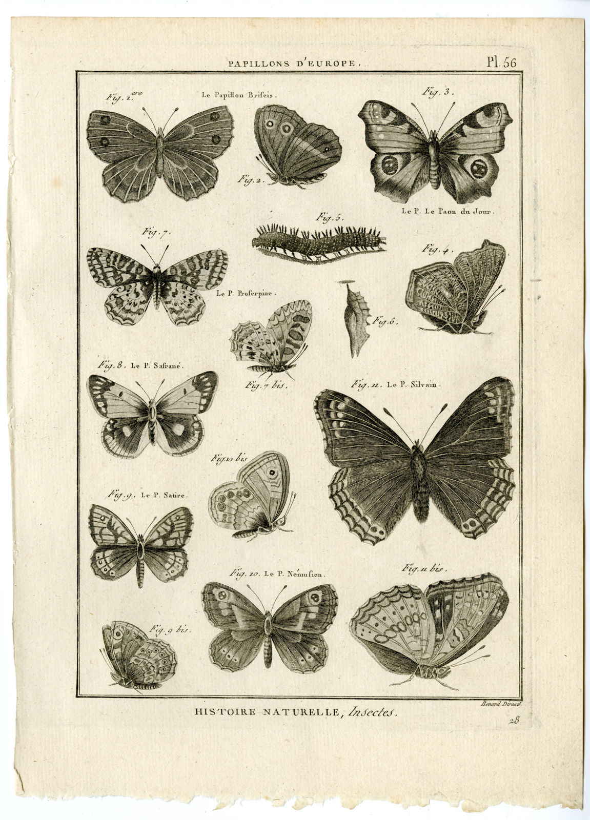 , Catalogue-INSECTS-BUTTERFLY-MOTHS-Panckoucke-1797, Pictura Antique Prints