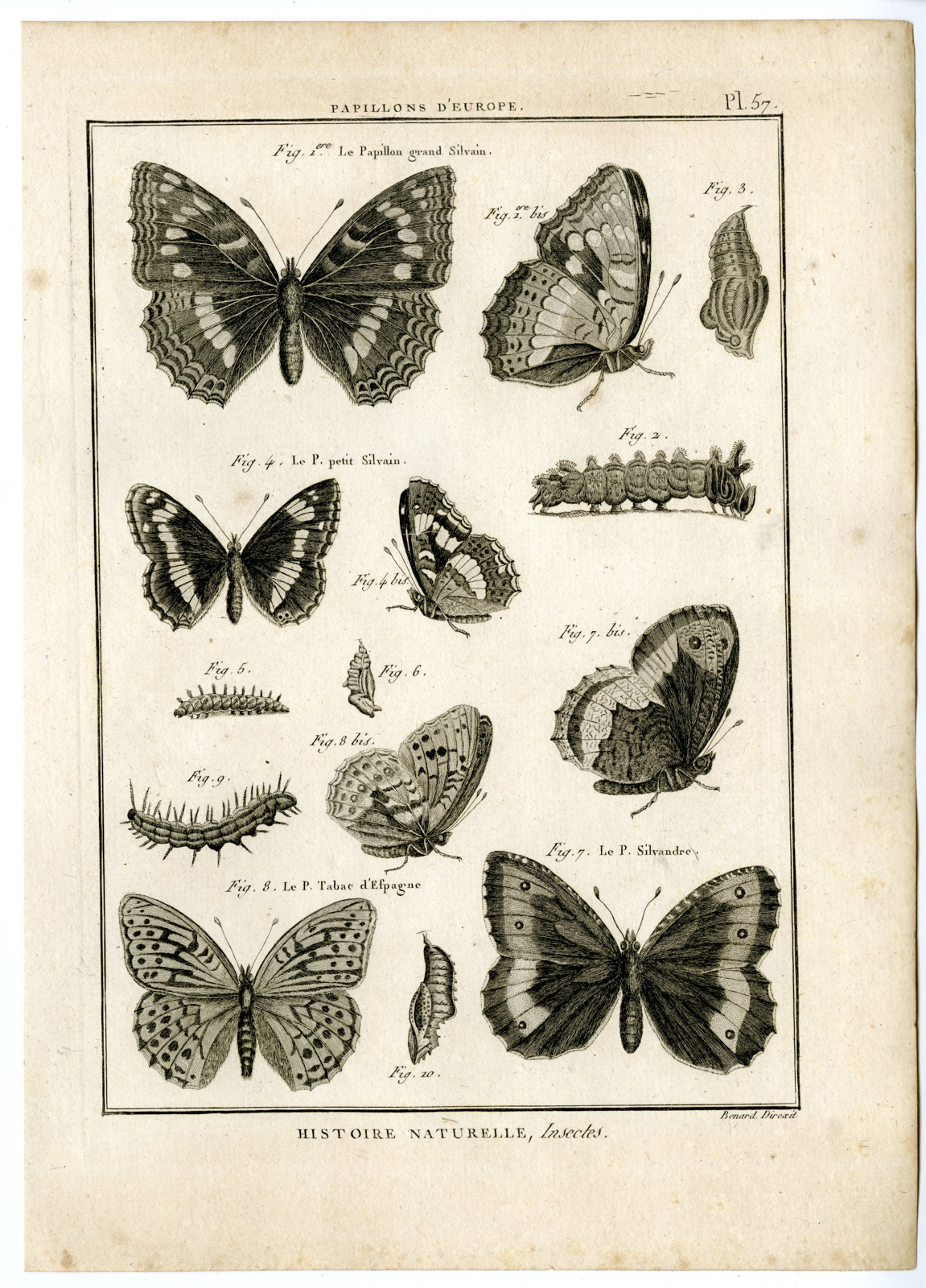 , Catalogue-INSECTS-BUTTERFLY-MOTHS-Panckoucke-1797, Pictura Antique Prints
