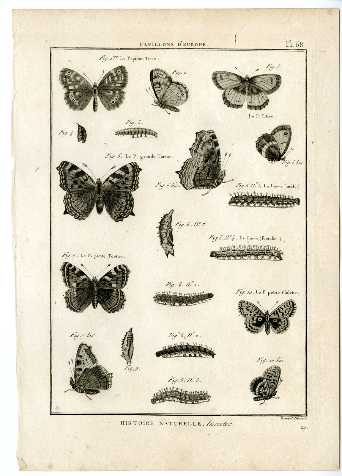 , Catalogue-INSECTS-BUTTERFLY-MOTHS-Panckoucke-1797, Pictura Antique Prints