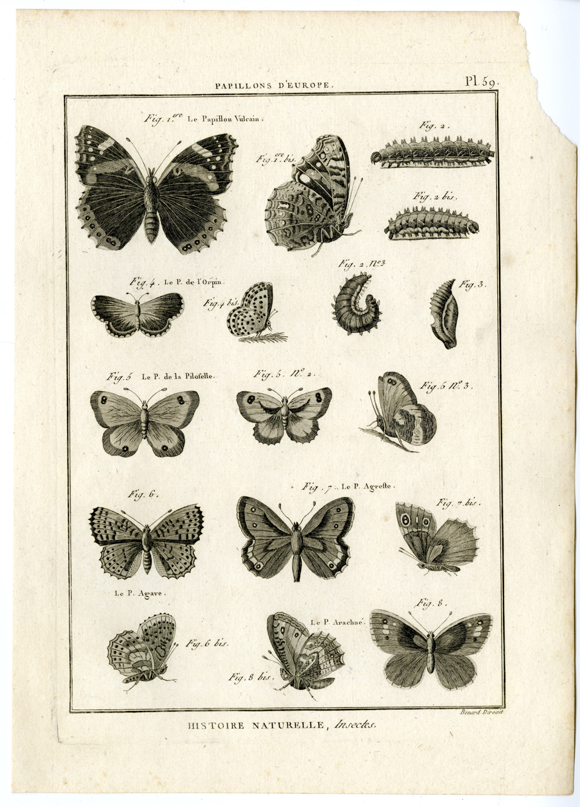 , Catalogue-INSECTS-BUTTERFLY-MOTHS-Panckoucke-1797, Pictura Antique Prints