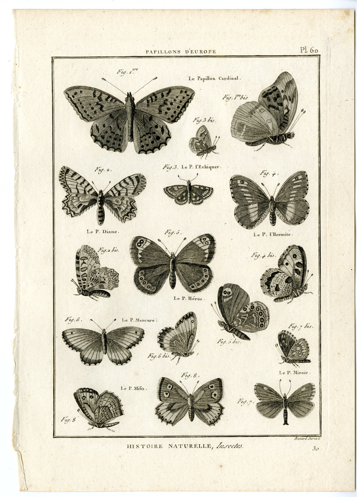 , Catalogue-INSECTS-BUTTERFLY-MOTHS-Panckoucke-1797, Pictura Antique Prints