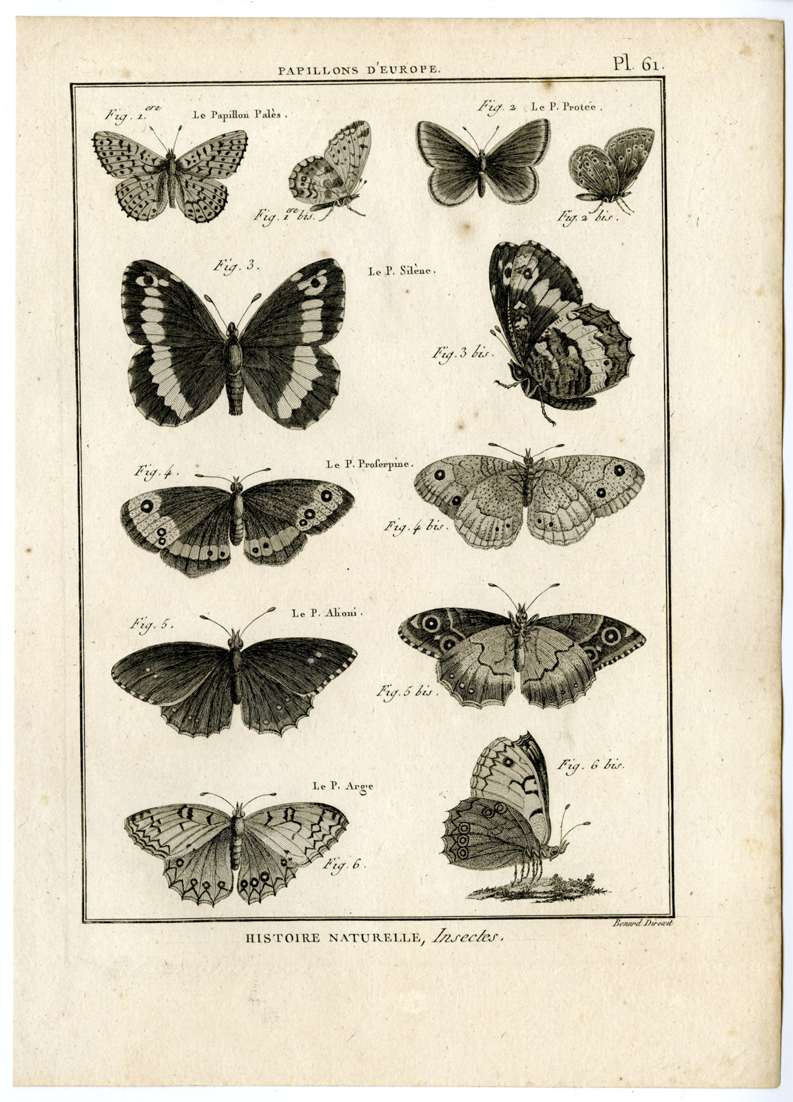 , Catalogue-INSECTS-BUTTERFLY-MOTHS-Panckoucke-1797, Pictura Antique Prints