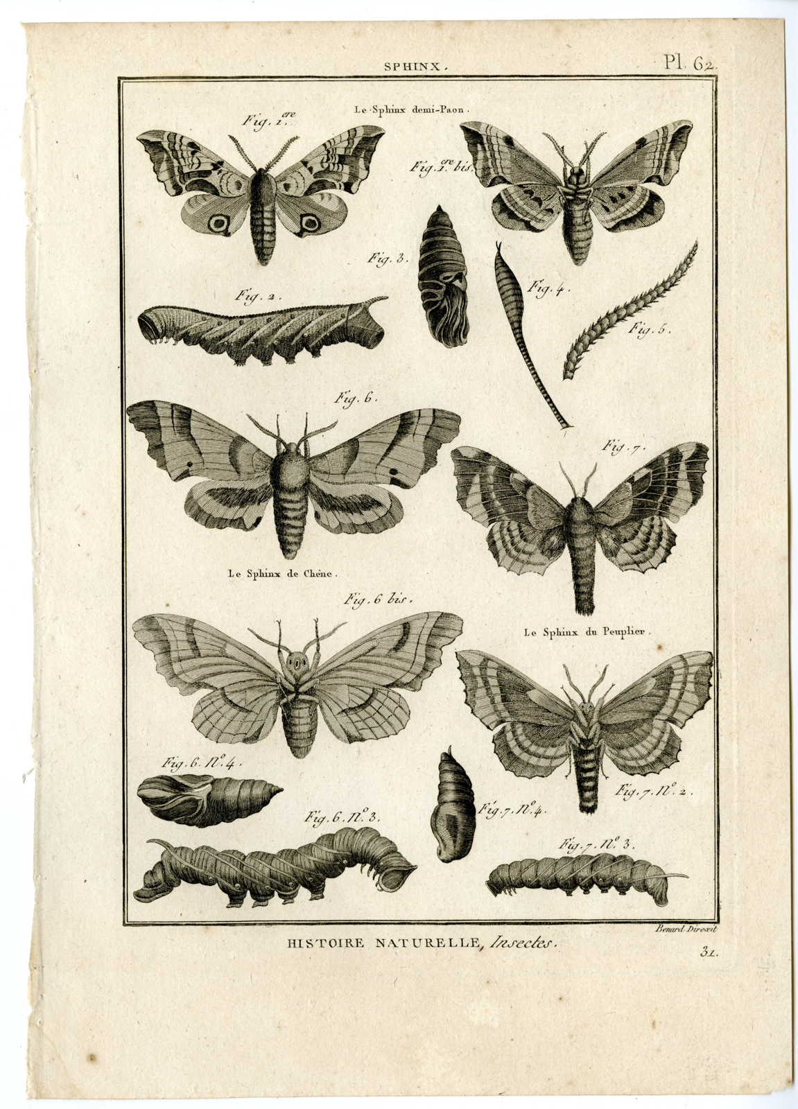 , Catalogue-INSECTS-BUTTERFLY-MOTHS-Panckoucke-1797, Pictura Antique Prints