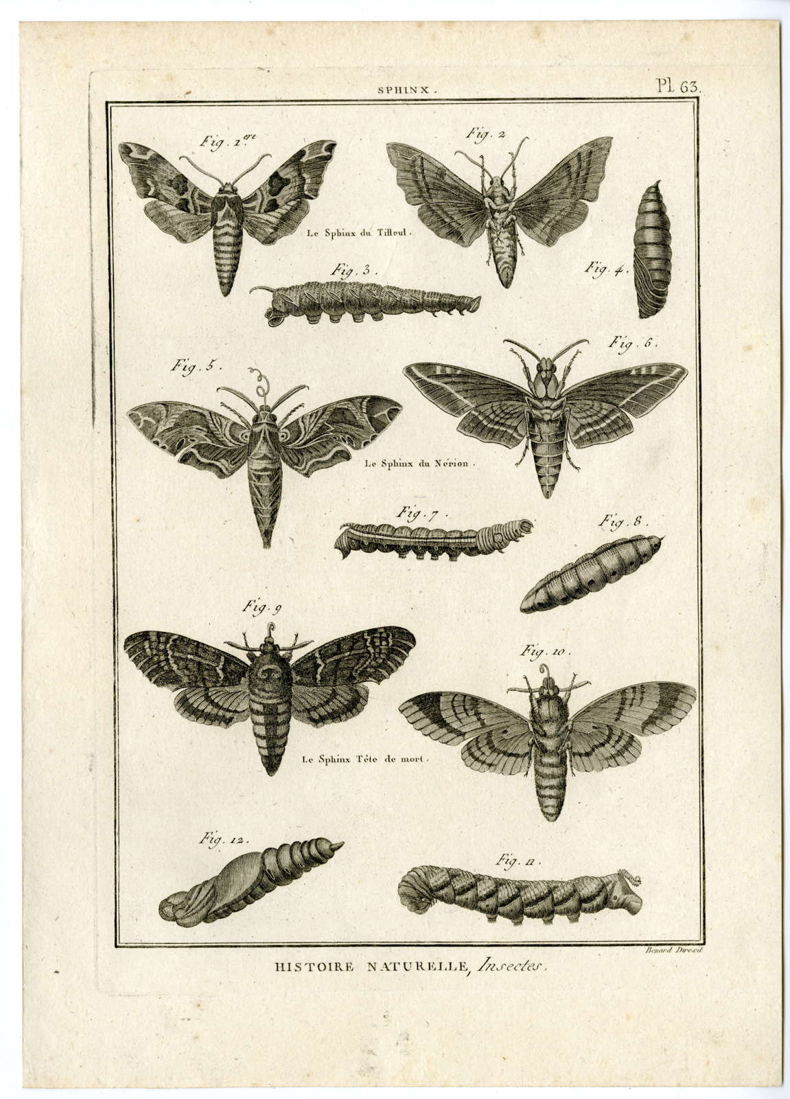 , Catalogue-INSECTS-BUTTERFLY-MOTHS-Panckoucke-1797, Pictura Antique Prints