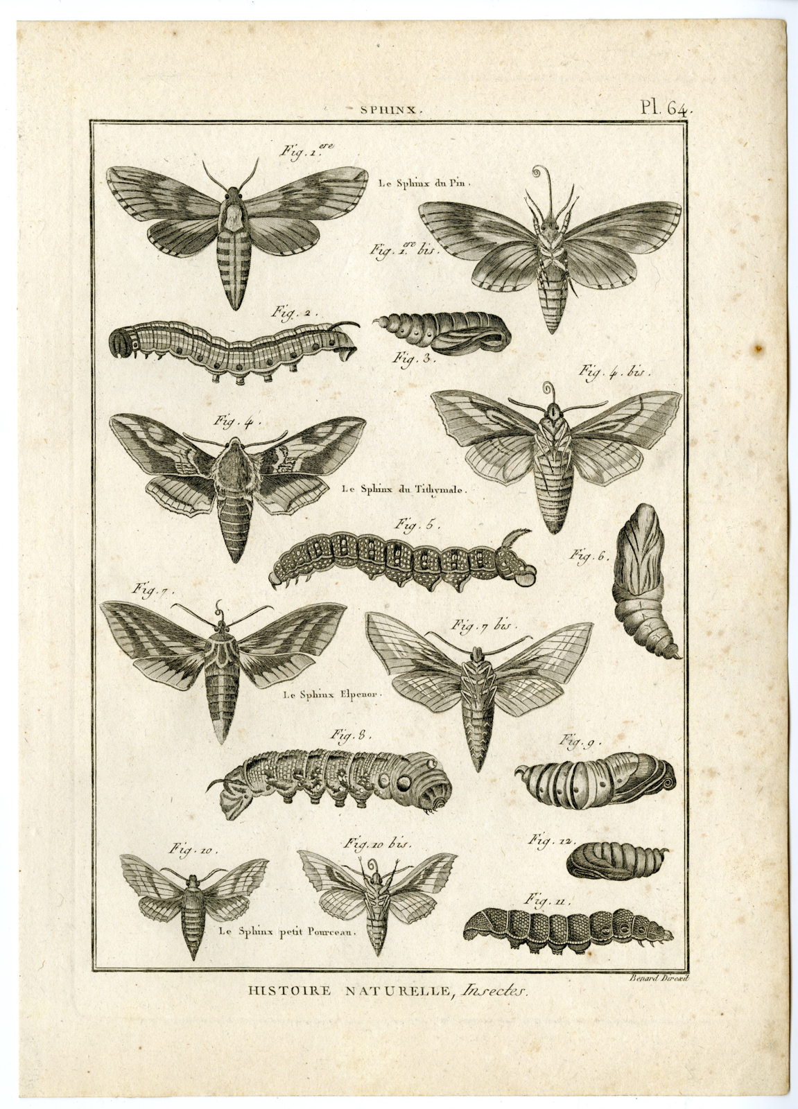 , Catalogue-INSECTS-BUTTERFLY-MOTHS-Panckoucke-1797, Pictura Antique Prints