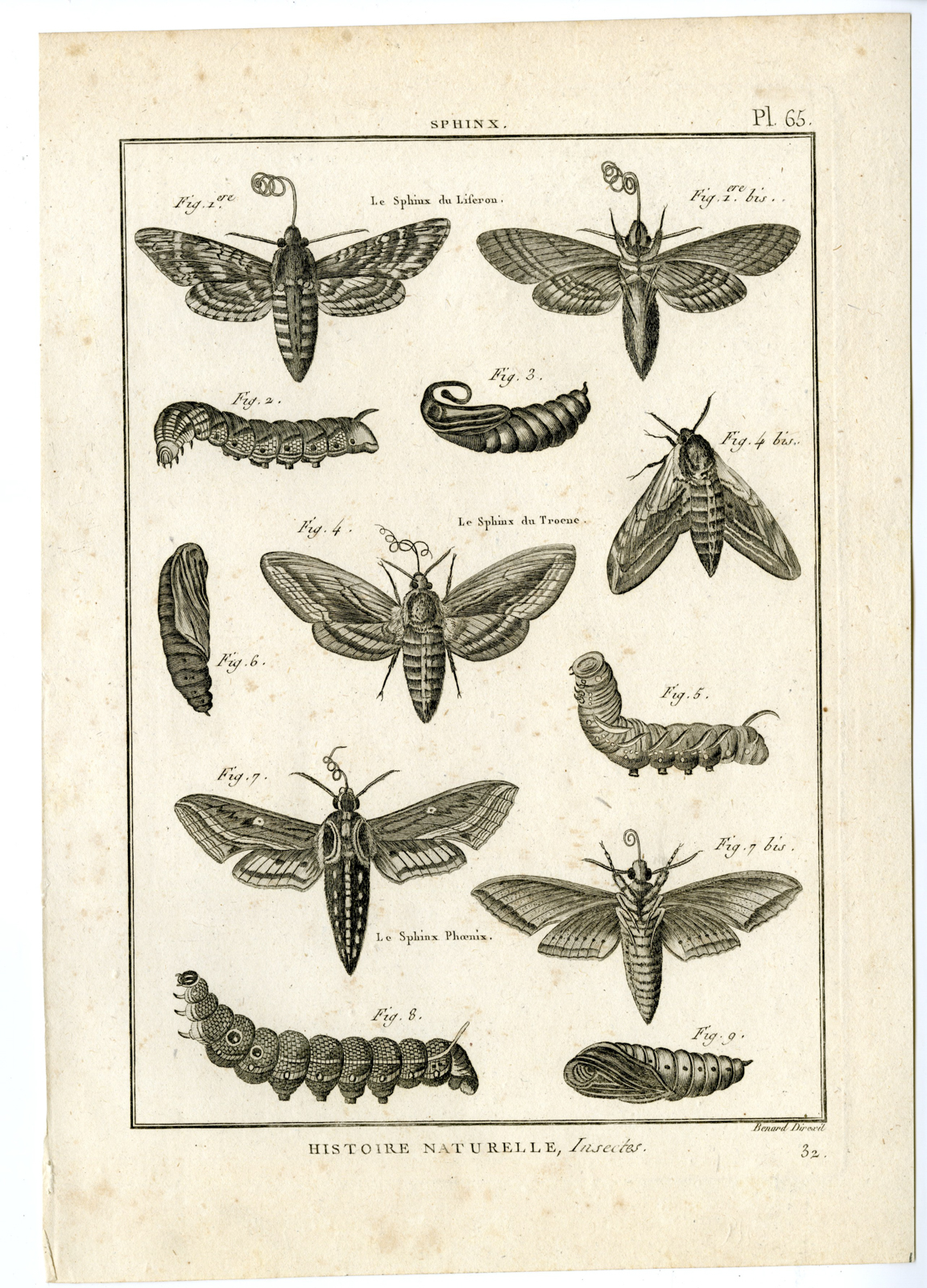 , Catalogue-INSECTS-BUTTERFLY-MOTHS-Panckoucke-1797, Pictura Antique Prints