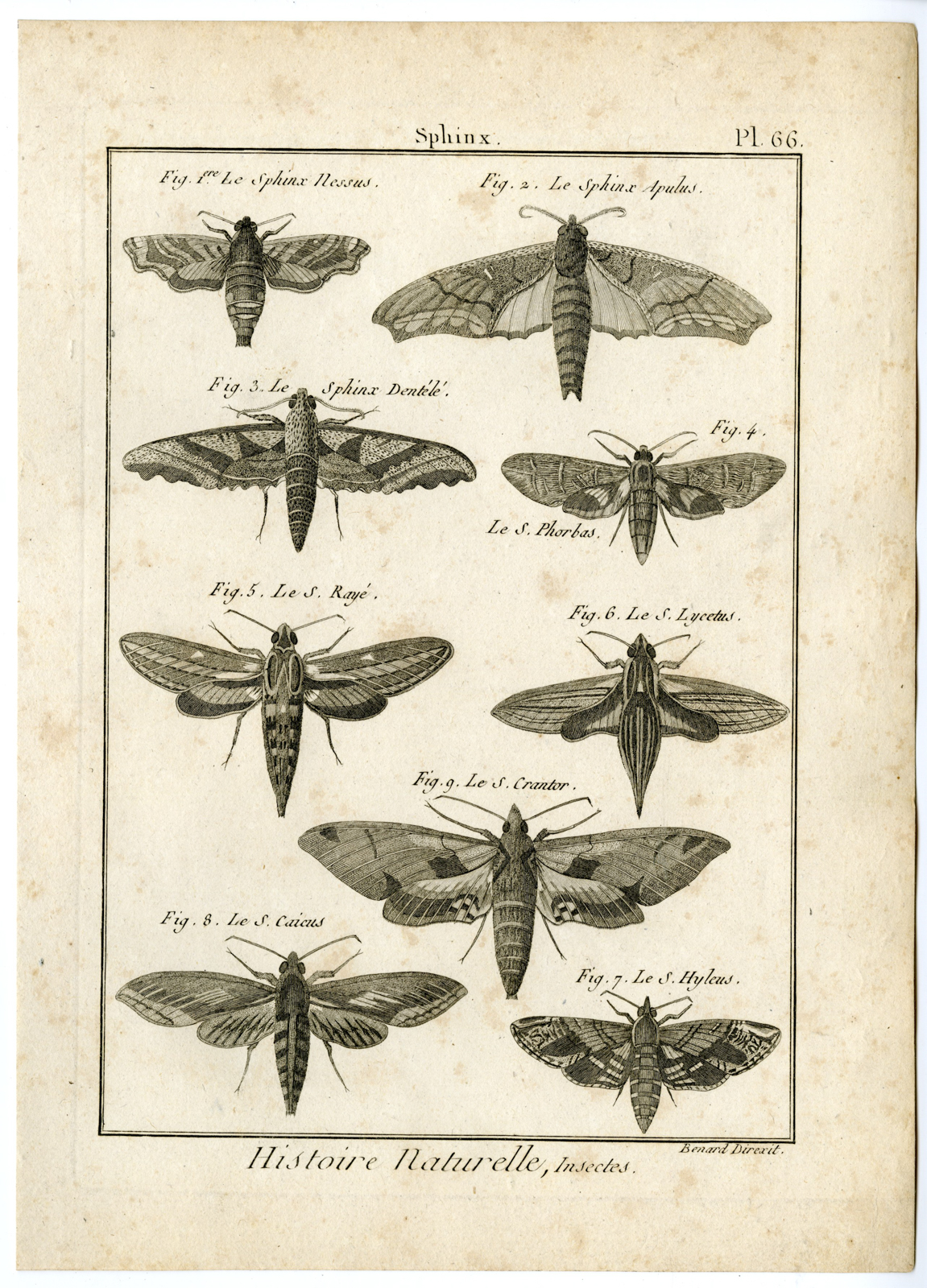 , Catalogue-INSECTS-BUTTERFLY-MOTHS-Panckoucke-1797, Pictura Antique Prints