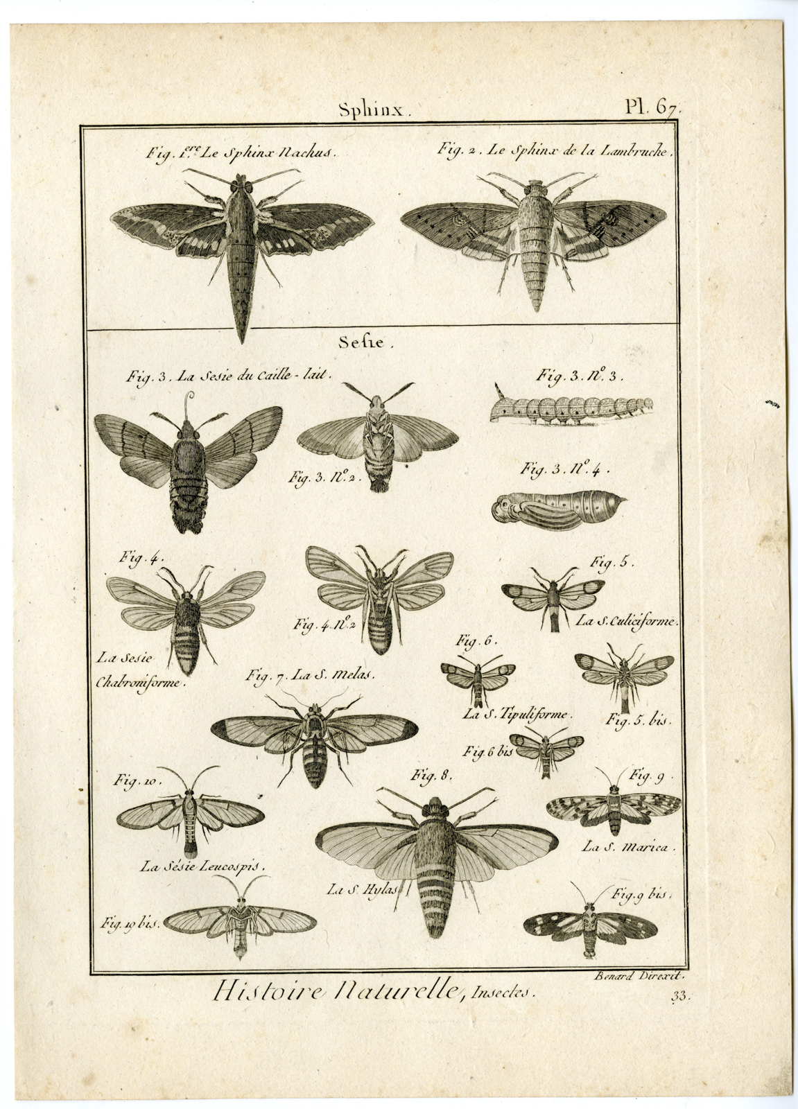 , Catalogue-INSECTS-BUTTERFLY-MOTHS-Panckoucke-1797, Pictura Antique Prints