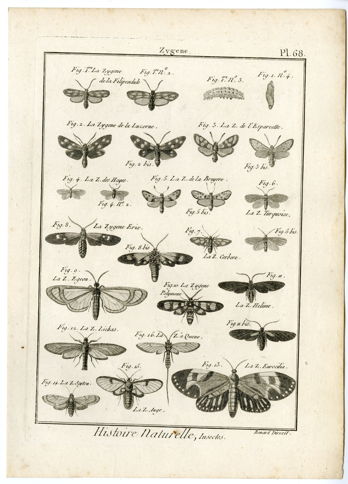 , Catalogue-INSECTS-BUTTERFLY-MOTHS-Panckoucke-1797, Pictura Antique Prints