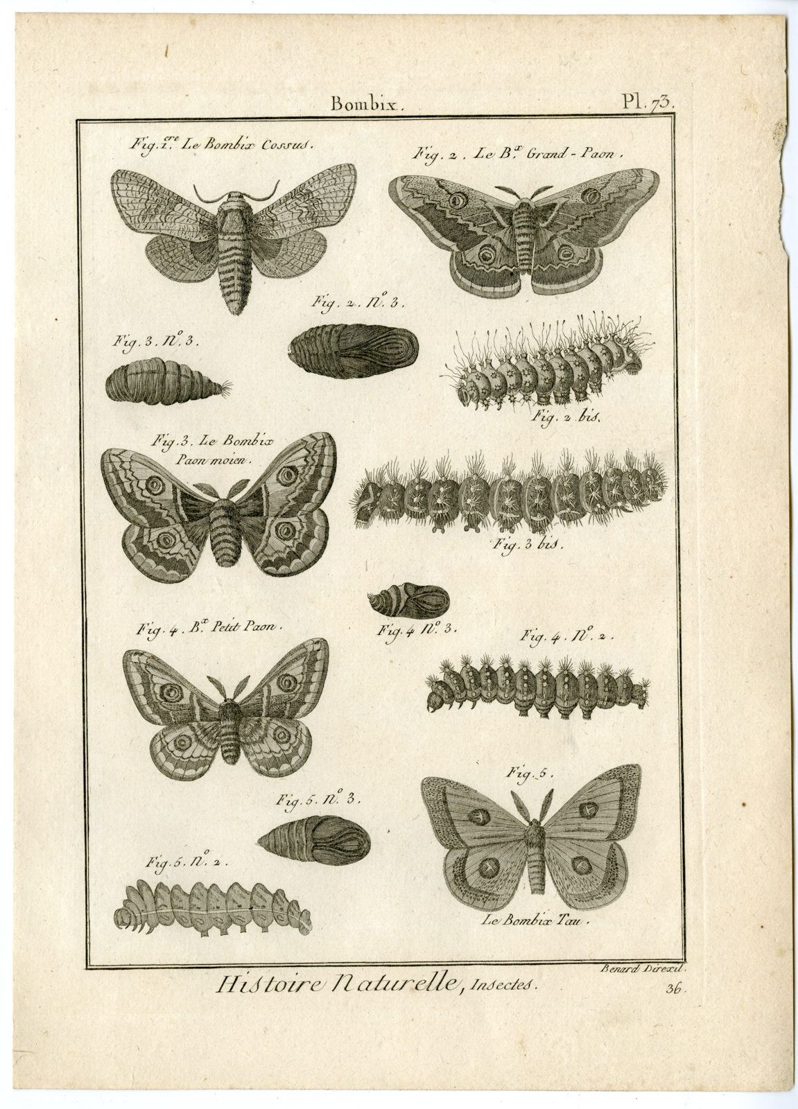 , Catalogue-INSECTS-BUTTERFLY-MOTHS-Panckoucke-1797, Pictura Antique Prints