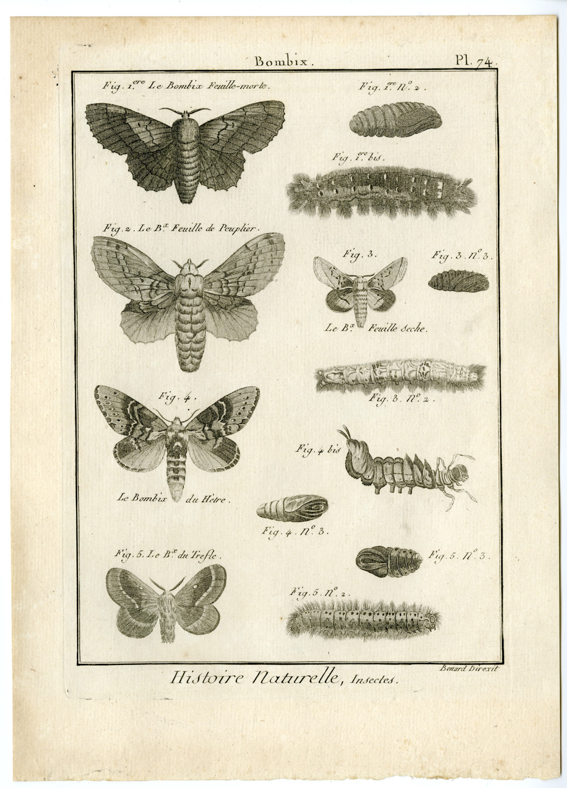 , Catalogue-INSECTS-BUTTERFLY-MOTHS-Panckoucke-1797, Pictura Antique Prints