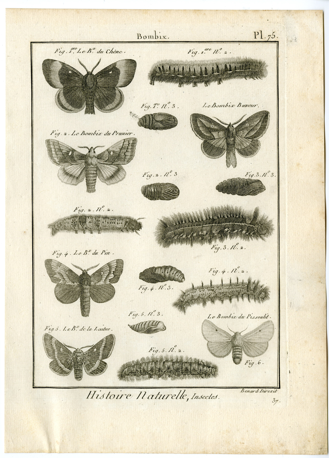 , Catalogue-INSECTS-BUTTERFLY-MOTHS-Panckoucke-1797, Pictura Antique Prints