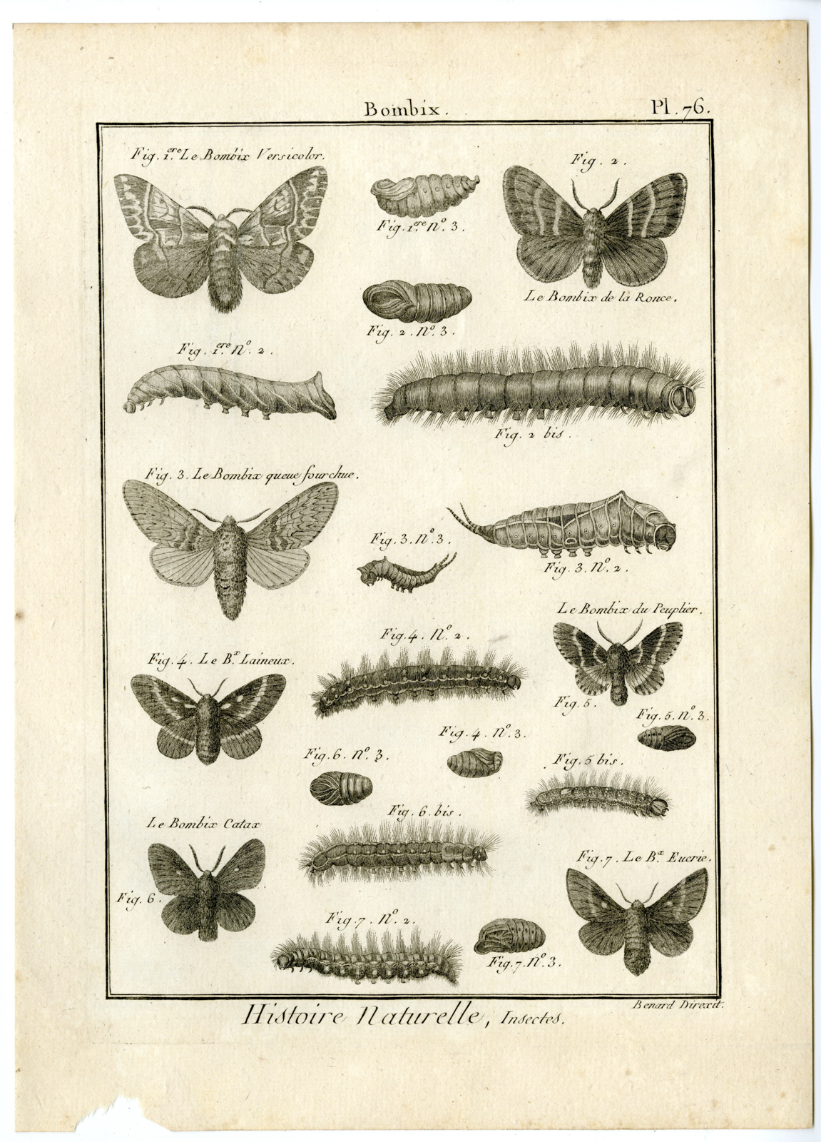 , Catalogue-INSECTS-BUTTERFLY-MOTHS-Panckoucke-1797, Pictura Antique Prints