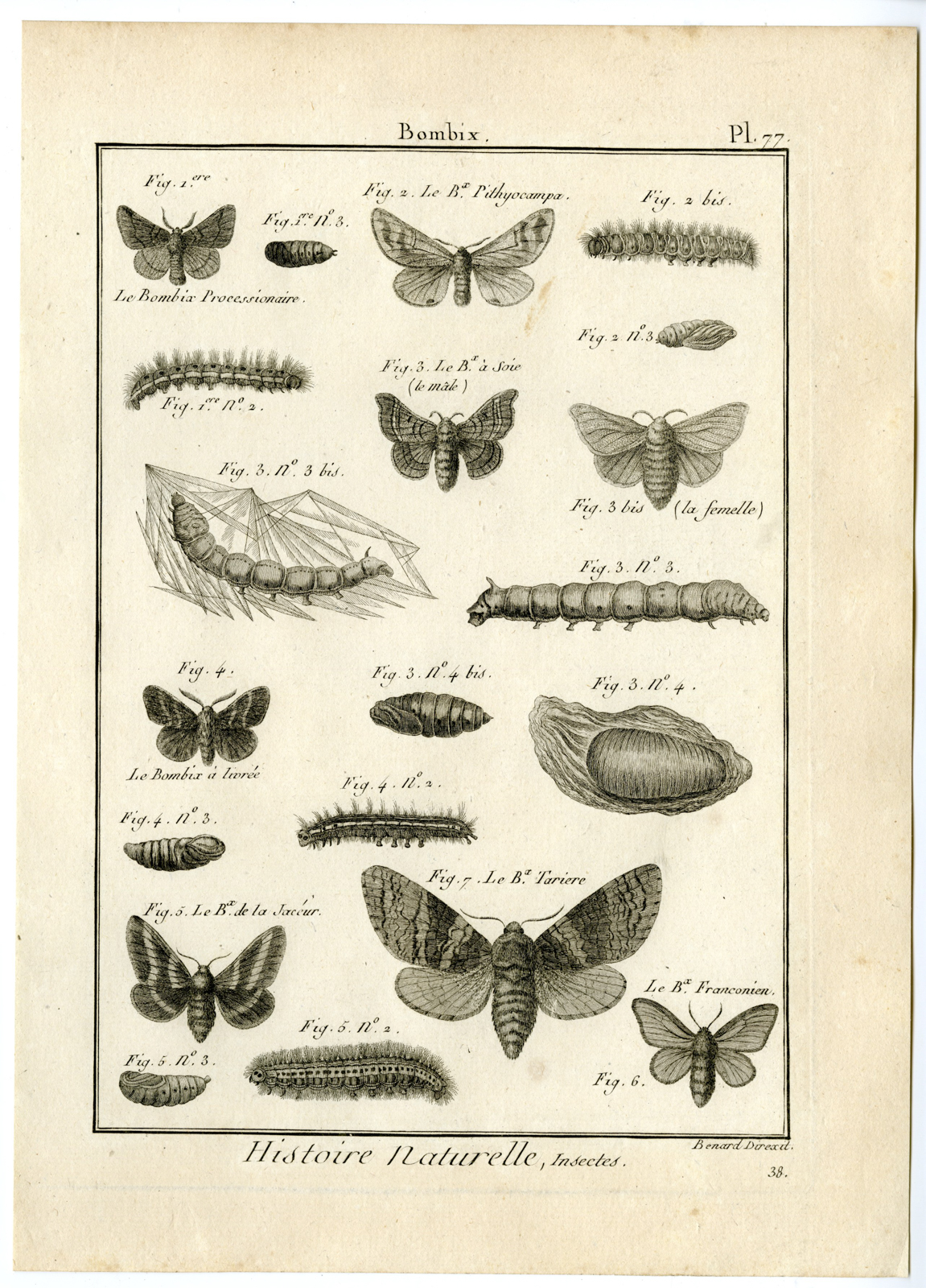 , Catalogue-INSECTS-BUTTERFLY-MOTHS-Panckoucke-1797, Pictura Antique Prints