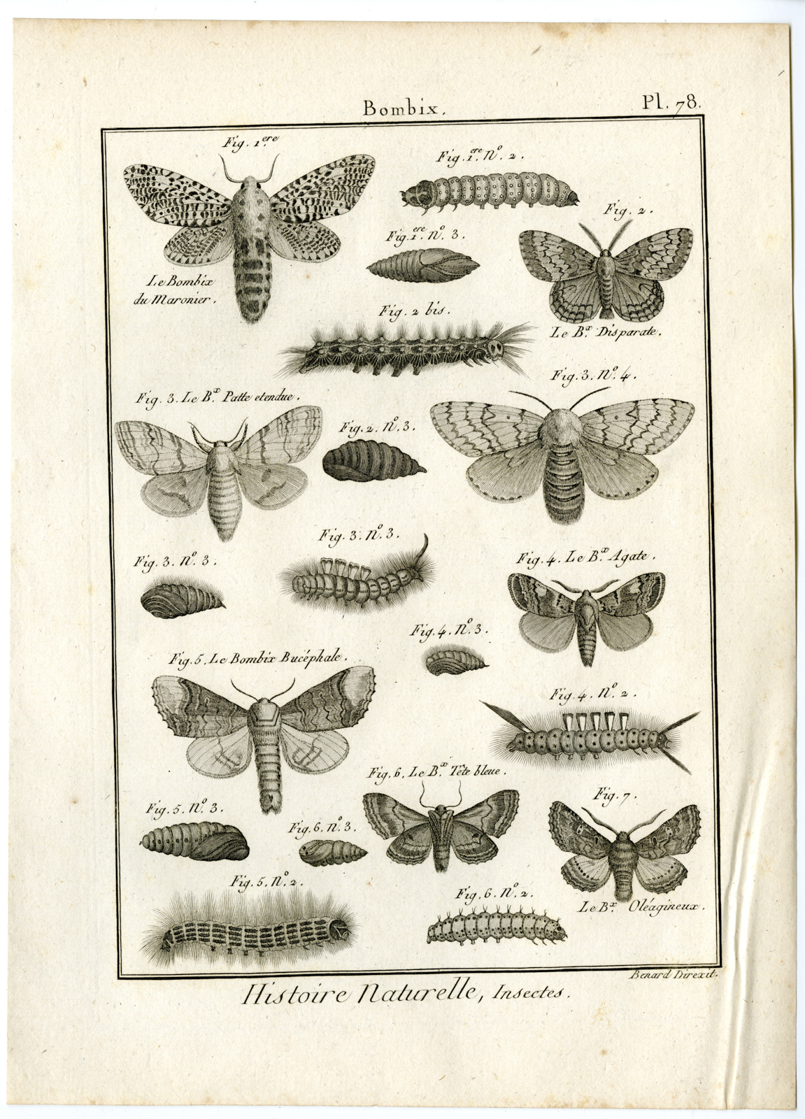 , Catalogue-INSECTS-BUTTERFLY-MOTHS-Panckoucke-1797, Pictura Antique Prints