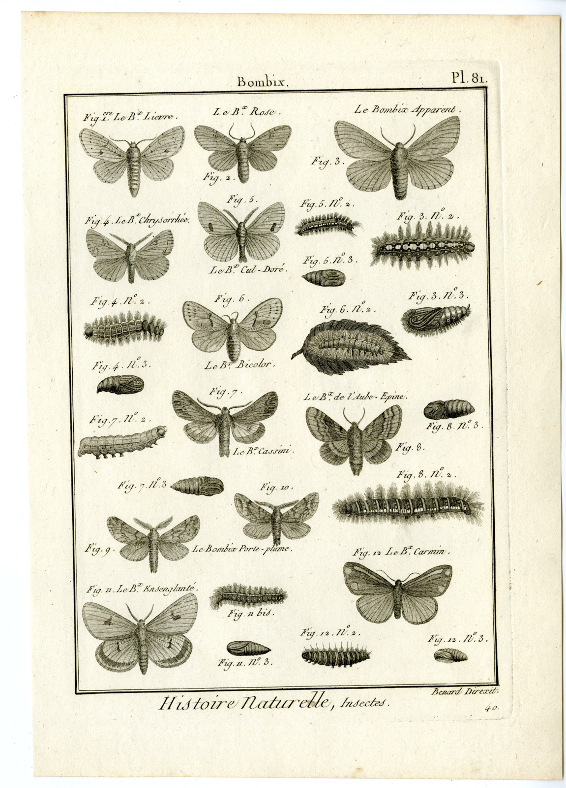 , Catalogue-INSECTS-BUTTERFLY-MOTHS-Panckoucke-1797, Pictura Antique Prints