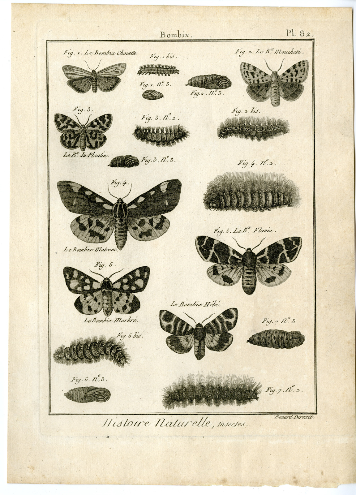 , Catalogue-INSECTS-BUTTERFLY-MOTHS-Panckoucke-1797, Pictura Antique Prints