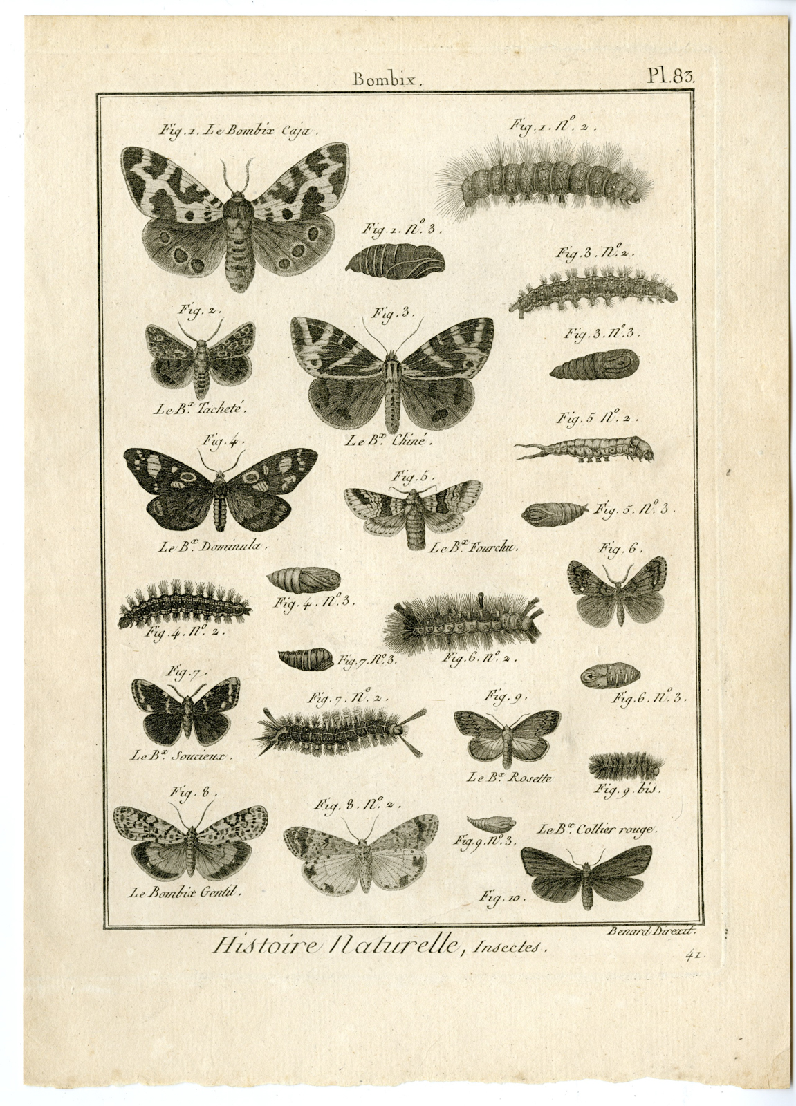 , Catalogue-INSECTS-BUTTERFLY-MOTHS-Panckoucke-1797, Pictura Antique Prints