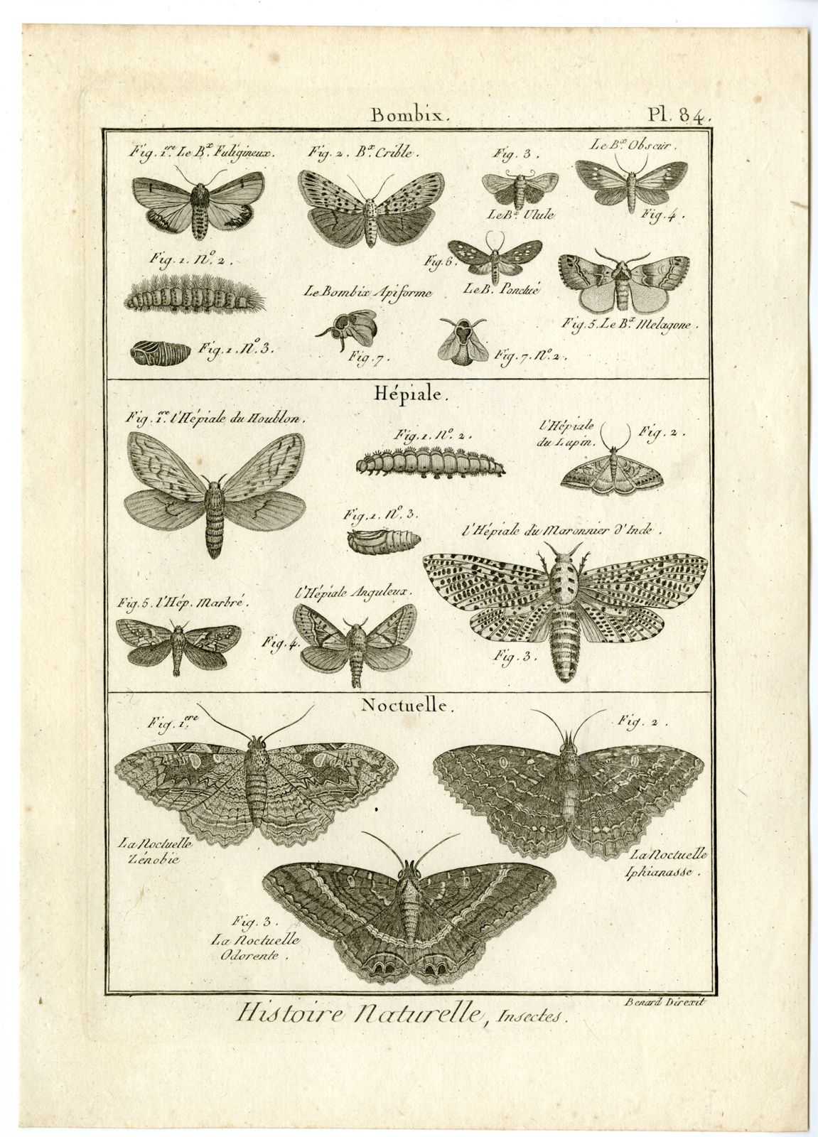 , Catalogue-INSECTS-BUTTERFLY-MOTHS-Panckoucke-1797, Pictura Antique Prints