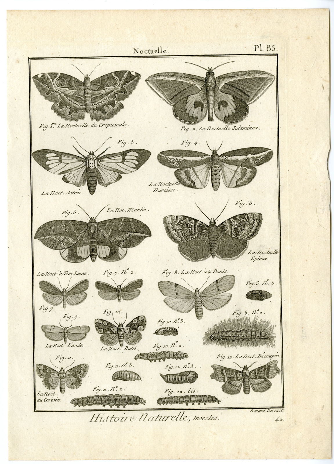 , Catalogue-INSECTS-BUTTERFLY-MOTHS-Panckoucke-1797, Pictura Antique Prints