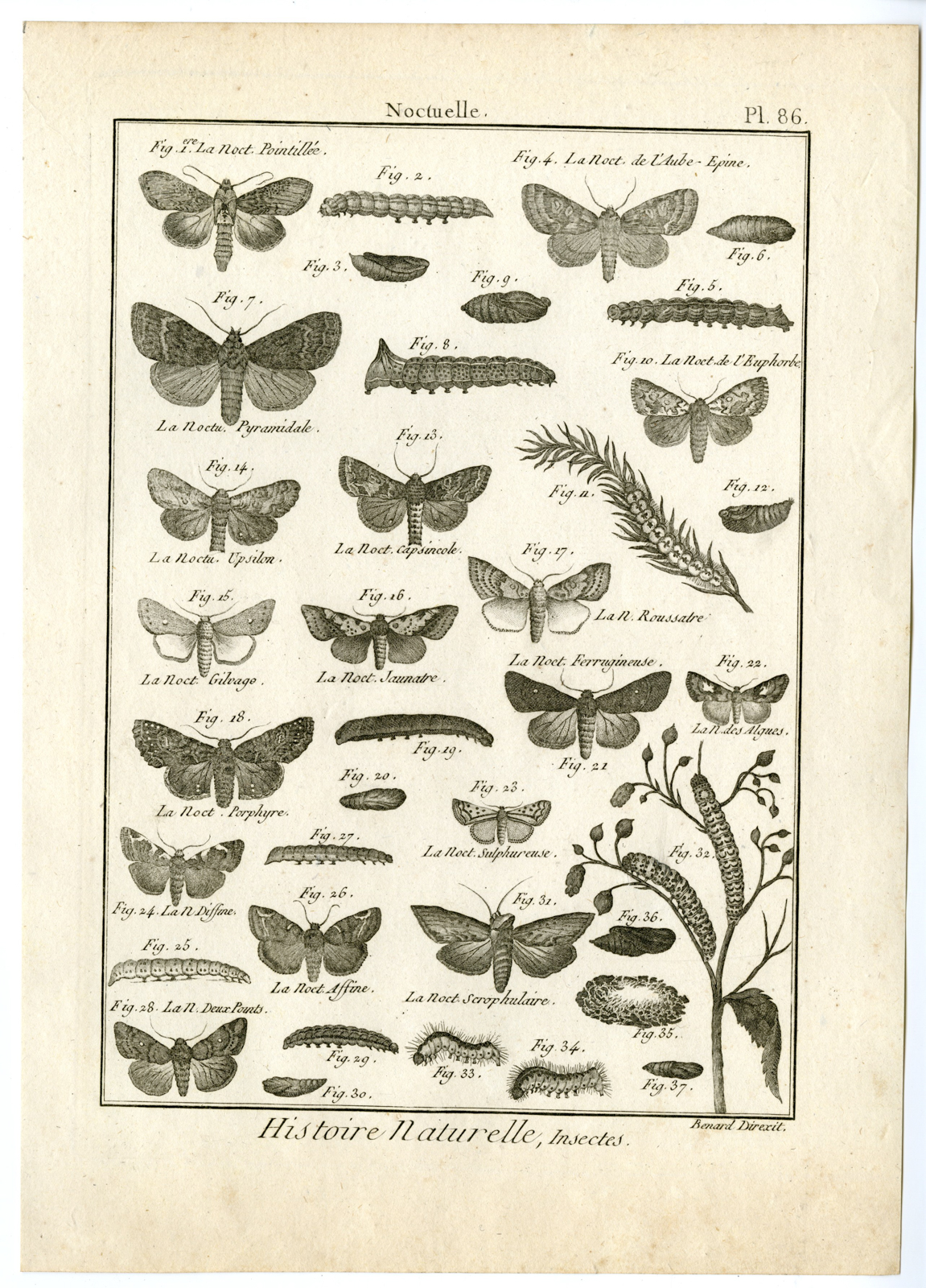 , Catalogue-INSECTS-BUTTERFLY-MOTHS-Panckoucke-1797, Pictura Antique Prints