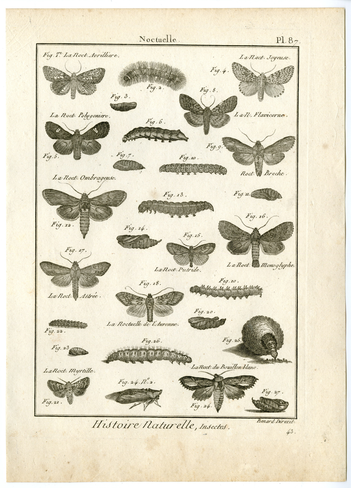 , Catalogue-INSECTS-BUTTERFLY-MOTHS-Panckoucke-1797, Pictura Antique Prints