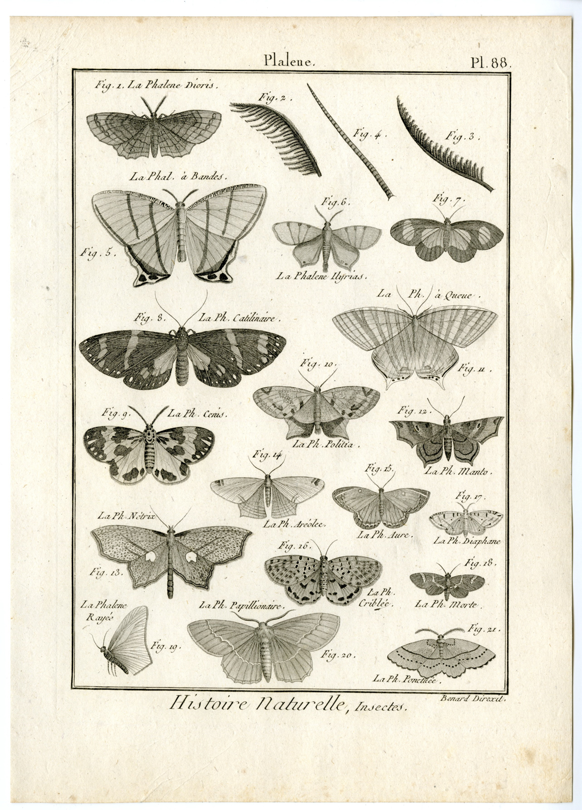, Catalogue-INSECTS-BUTTERFLY-MOTHS-Panckoucke-1797, Pictura Antique Prints