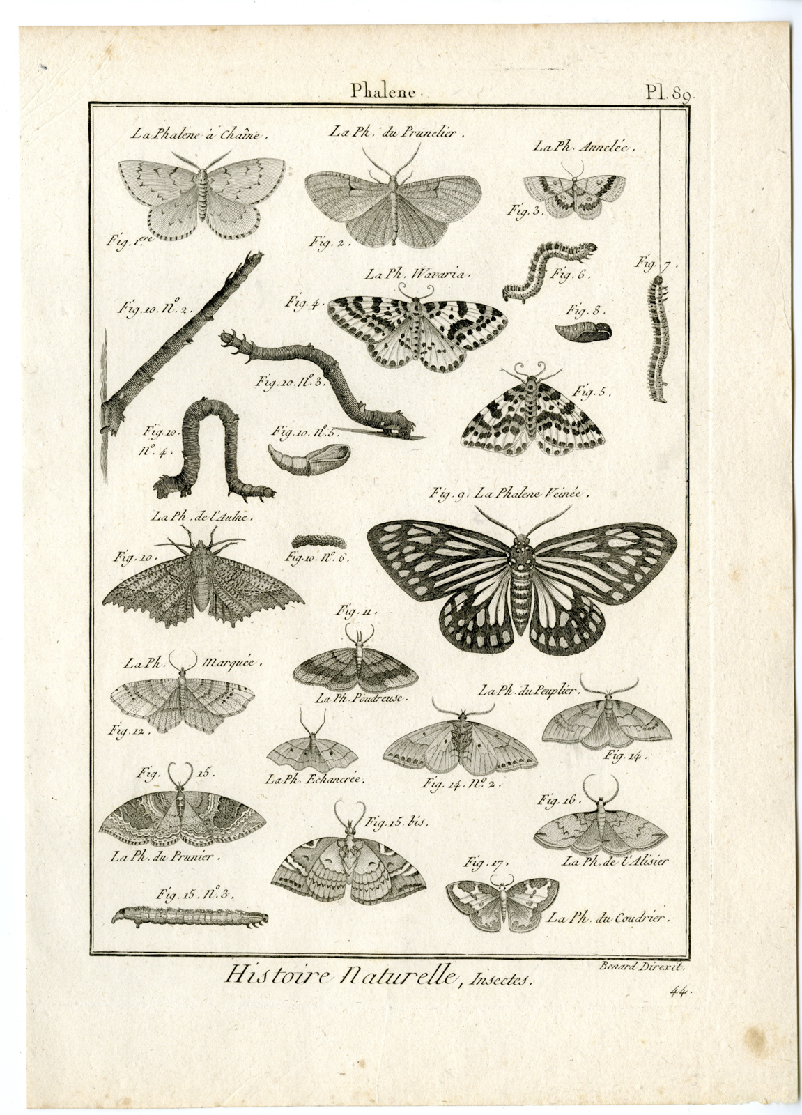, Catalogue-INSECTS-BUTTERFLY-MOTHS-Panckoucke-1797, Pictura Antique Prints